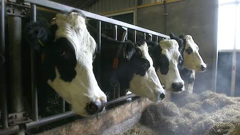 Groninger Blaarkoppen