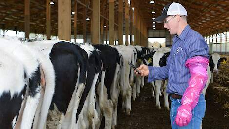 inseminatiemoment-insemineren-koe