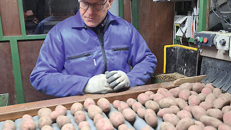 Het sorteren en lezen van pootgoed is in volle gang.