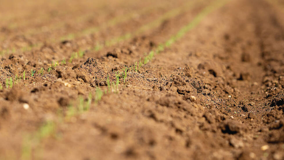 Een close-up van een bewerkte bodem