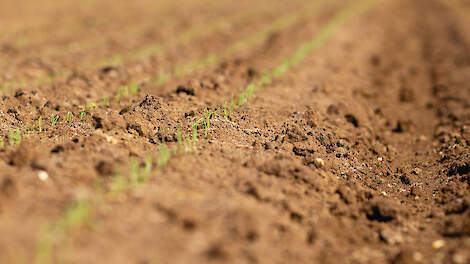 Een close-up van een bewerkte bodem