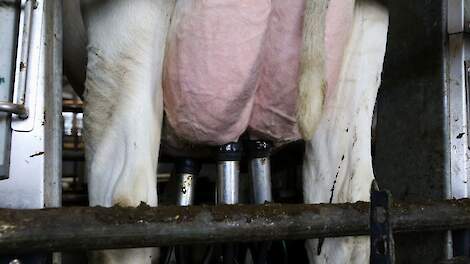 Een koe die gemolken wordt.