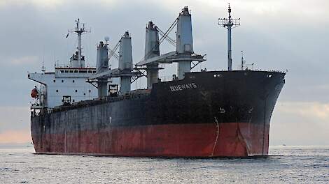 Vrachtschepen met koeien worden door criminelen als dekmantel gebruikt voor drugssmokkel