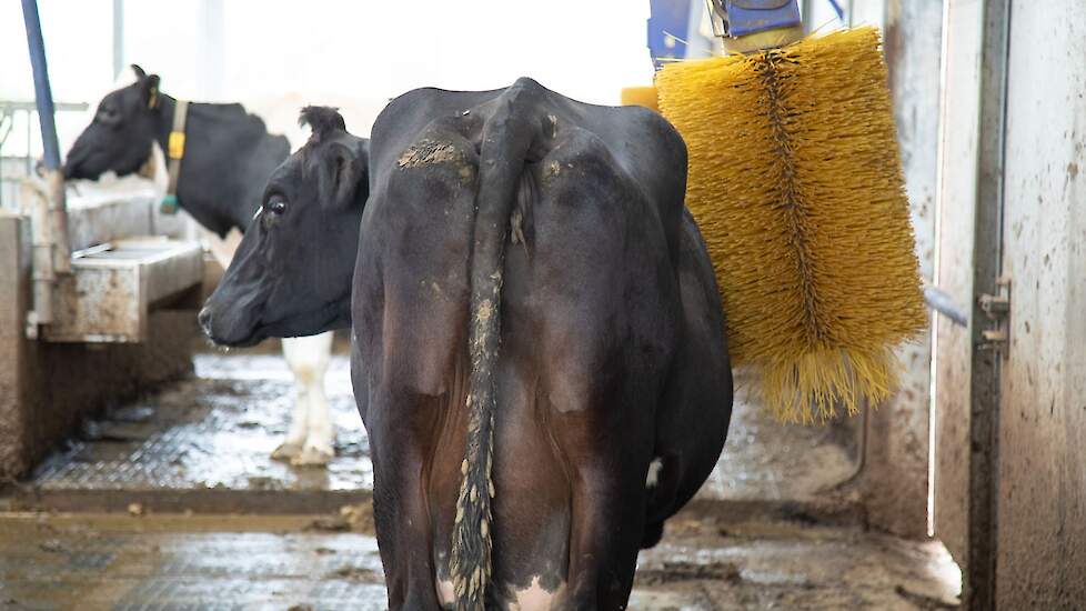 Koeien hebben een voorkeur voor de uitvoering van de koeborstel.