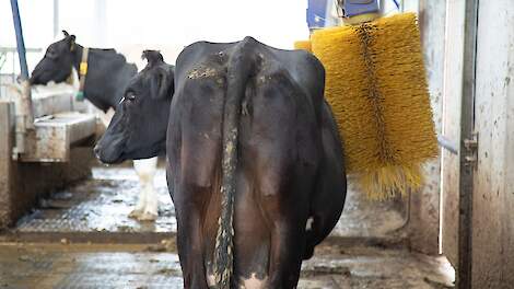 Koeien hebben een voorkeur voor de uitvoering van de koeborstel.