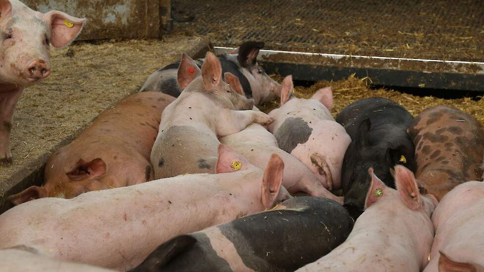 Beeld ter illustratie.