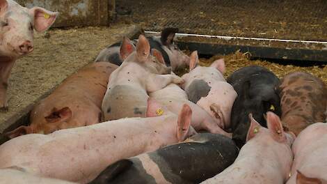 Beeld ter illustratie.