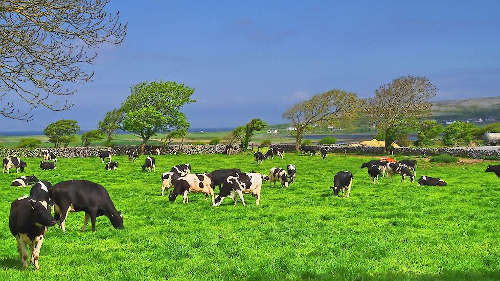 Koeien in een wei in Ierland.
