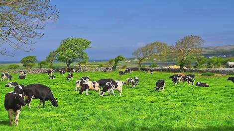 Koeien in een wei in Ierland.