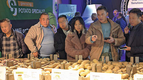 Aanbod van Geersing Potato Specialist in Emmeloord wordt beoordeeld op de rassenshow
