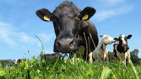 Koeien staan in kruidenrijk grasland.