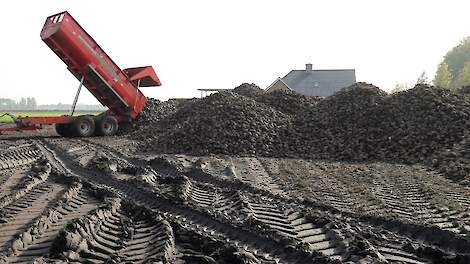 Suikerbieten oogst rooien bietenbult bult met bieten