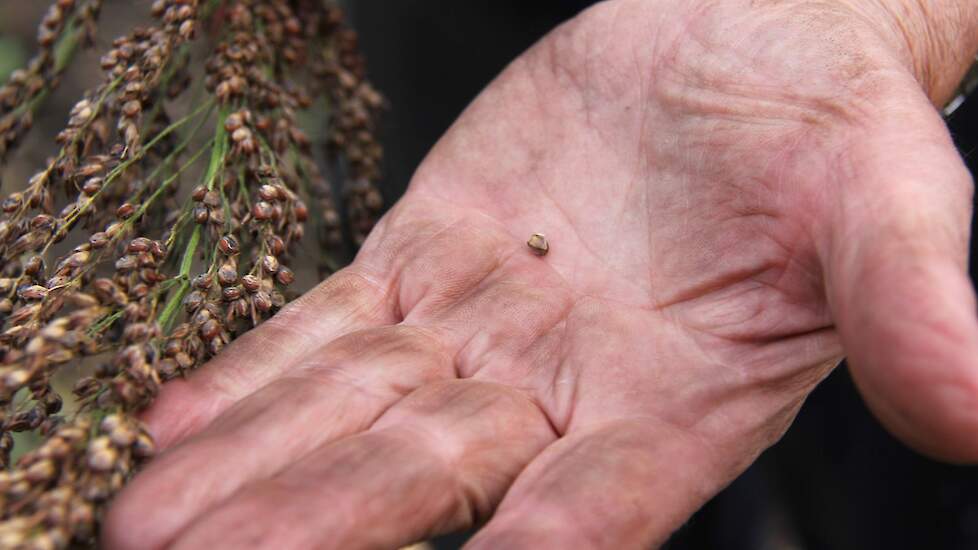 Deregulatie NGT wetegeving eu biologische landbouw veredeling