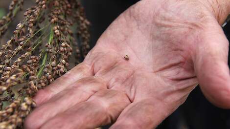 Deregulatie NGT wetegeving eu biologische landbouw veredeling
