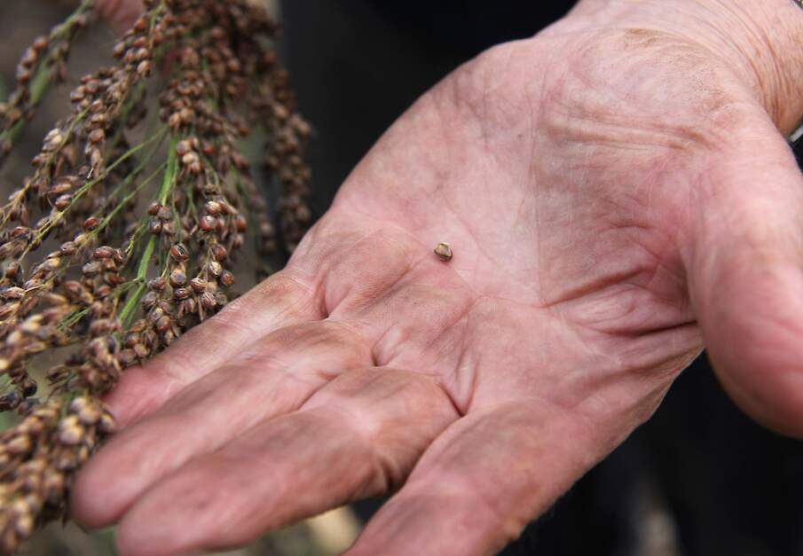 Deregulatie NGT wetegeving eu biologische landbouw veredeling