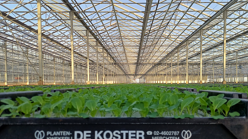 Biologische opkweek De Koster in België