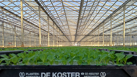 Biologische opkweek De Koster in België