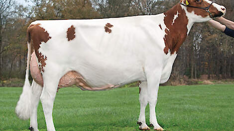 Willie 57, reservekampioen in de middenklasse roodbont