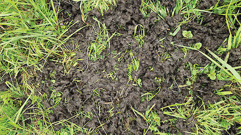 Uitgekrabde mestflat in een weiland