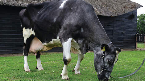 Een koe graast voor de schuur