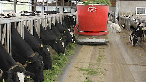 Een automatisch voersysteem in de stalgang