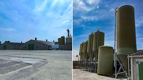 Kippenmesterij in het Belgische Veurne