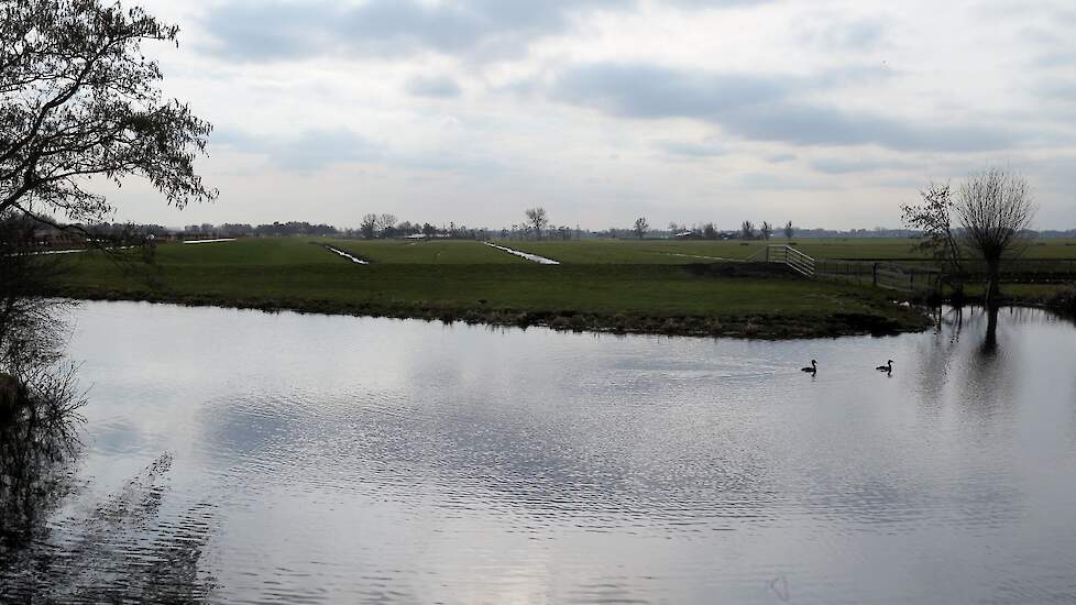 De provincie gaat de stikstofbelasting van de watervogels bij de Nieuwkoopse Plassen in kaart brengen.