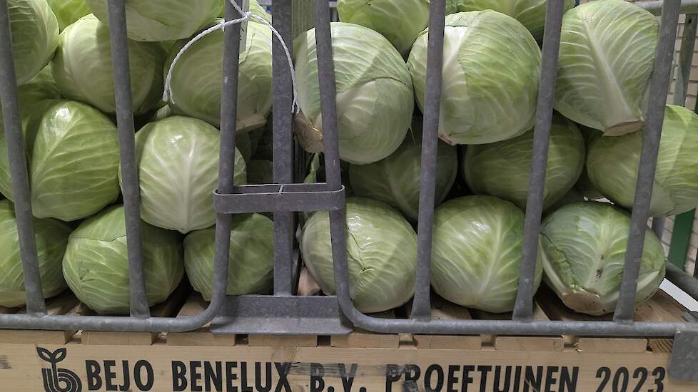 Nieuwe koolrassen gepresenteerd tijdens de Kooldag van Bejo Kool