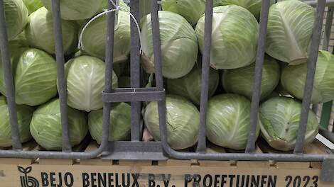 Nieuwe koolrassen gepresenteerd tijdens de Kooldag van Bejo Kool