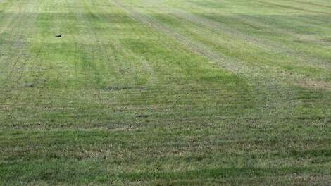 Een kort gemaaid grasland.