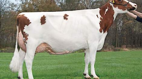 Roodbont-koe Willie 57 van melkveehouderij Vosman uit Wierden