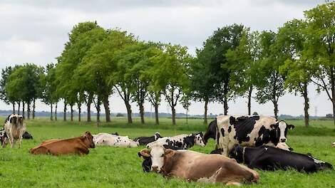 Koeien in een groene wei.