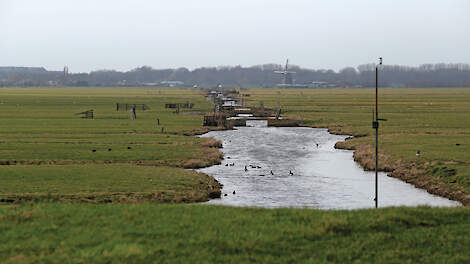 Landschap in de Nieuwkoopse Plassen