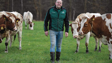 Arend Versteeg tussen de koeien