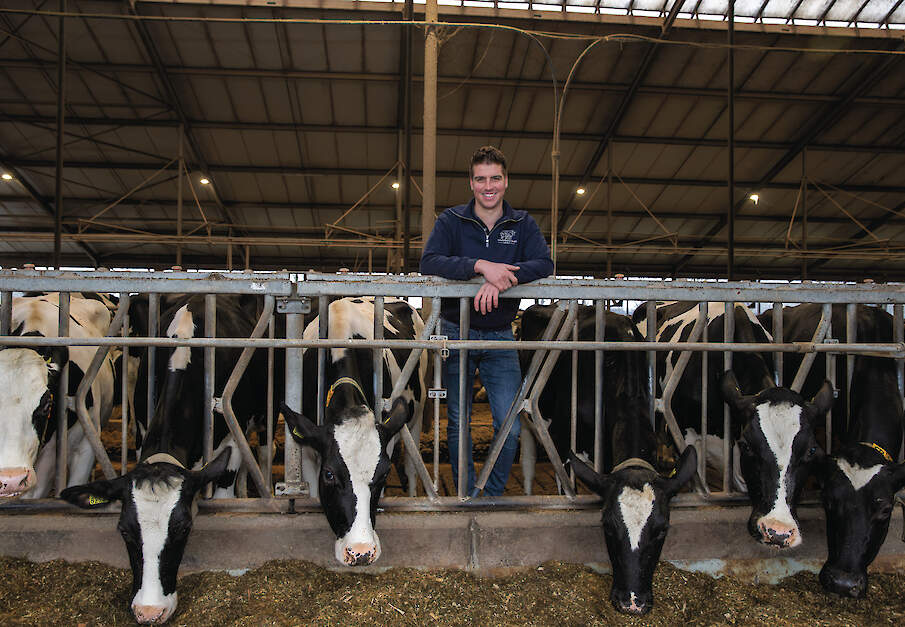 Tom Derks tussen zijn koeien die hij optimaal wil laten presteren.