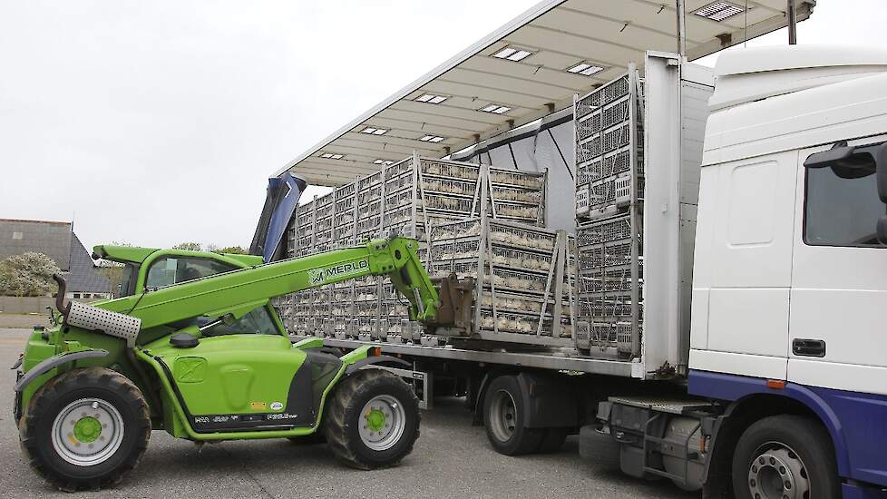 De vooruitzichten voor vleeskuikenhouders blijven positief. Een sterke consumentenvraag, krap rundvleesaanbod en relatief stabiele voerprijzen bieden ruimte voor groei.