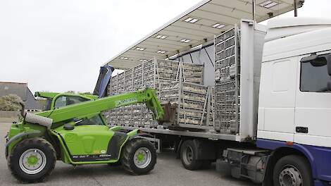 De vooruitzichten voor vleeskuikenhouders blijven positief. Een sterke consumentenvraag, krap rundvleesaanbod en relatief stabiele voerprijzen bieden ruimte voor groei.