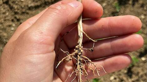 Soja zaadcoating knobbeltje stikstof bacterie