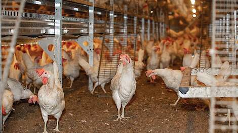 Het aantal Salmonella Enteritidis (SE)-besmettingen bij leghennen blijft ook dit jaar relatief hoog.