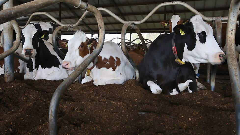 Koeien liggen in een box met paardenmest.