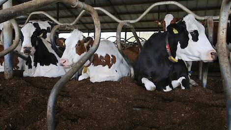 Koeien liggen in een box met paardenmest.