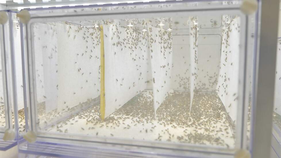 De kweek van steriele vliegen in de strijd tegen de uienvlieg.