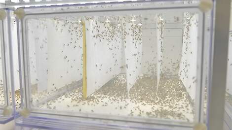 De kweek van steriele vliegen in de strijd tegen de uienvlieg.