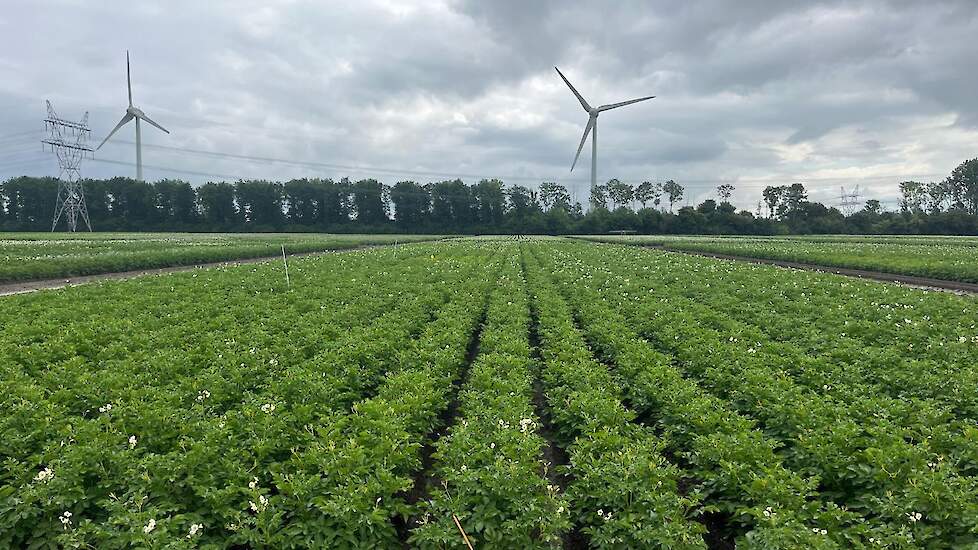 Onderzoek WUR Lelystad Aardappel (Pireco)