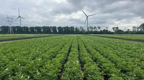 Onderzoek WUR Lelystad Aardappel (Pireco)