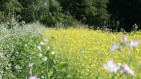 Regeneratieve landbouw