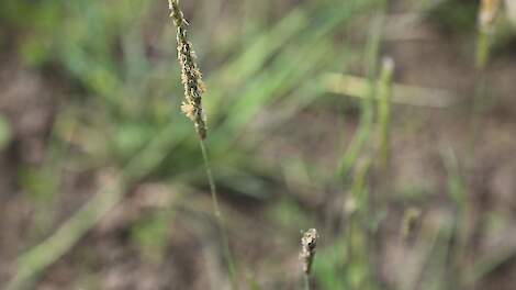 Duist, &eacute;&eacute;n van de soorten in Nederland met een herbicideresistentie. Beeld ter illustratie.