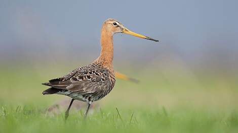 Een grutto in een weideperceel.