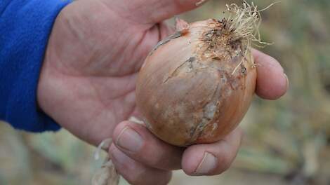 Ui fusarium aantasting