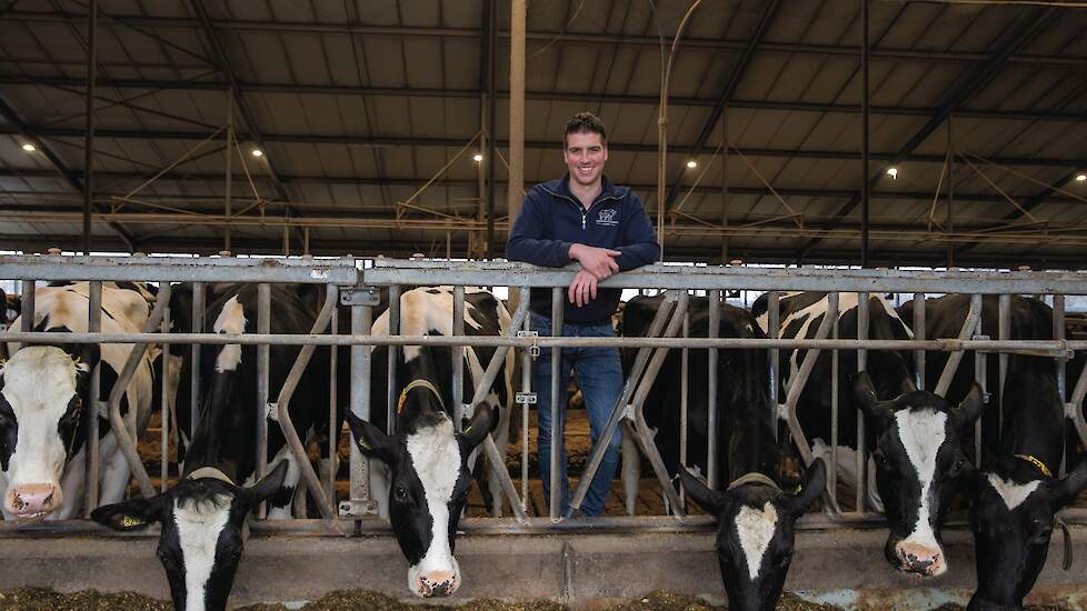 Tom Derks tussen zijn koeien die hij optimaal wil laten presteren.